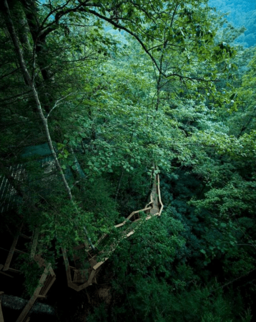 A wooden walkway winding through lush green trees in a dense forest.