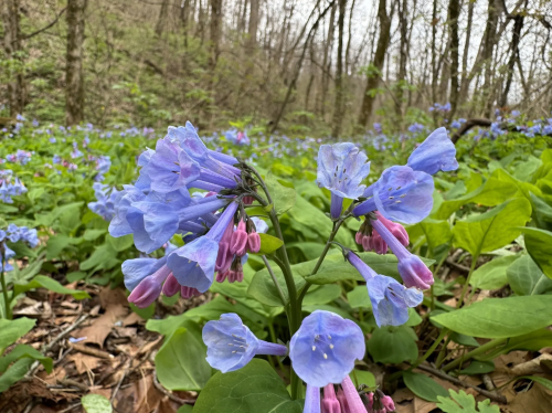 A cluster of blue and pink flowers blooms among green leaves in a wooded area, with more flowers in the background.