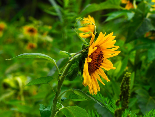 A close-up of a vibrant sunflower surrounded by green foliage.