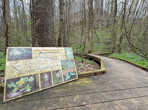 A weathered trail map stands beside a wooden path in a forest with green foliage and blooming flowers.