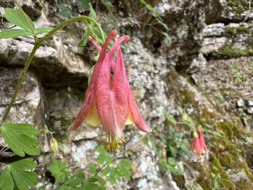 A close-up of a pink and yellow columbine flower hanging from a rocky surface, surrounded by green foliage.