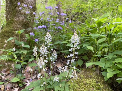 A cluster of white flowers in a lush green forest, with purple flowers and trees in the background.