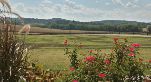 A scenic view of rolling hills and a field, with vibrant pink flowers in the foreground under a blue sky with clouds.