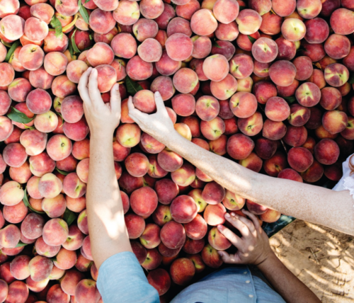 Two hands reaching for ripe peaches in a large pile, with sunlight casting shadows on the fruit.
