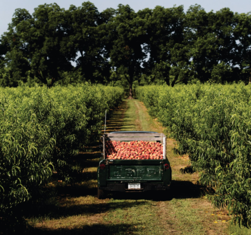 A green truck loaded with apples drives down a tree-lined path in an orchard.