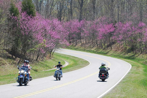 Two motorcyclists ride along a winding road lined with blooming pink trees in a scenic landscape.