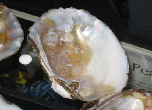 Close-up of an open oyster shell displaying its iridescent interior and a small pearl inside.