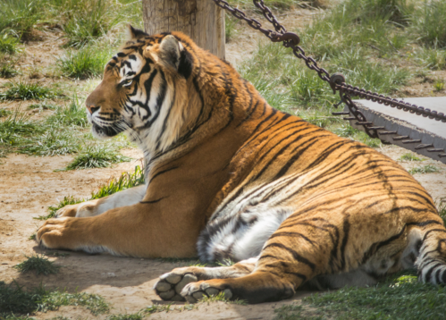 A tiger resting on the ground, showcasing its vibrant orange and black stripes, with grass in the background.