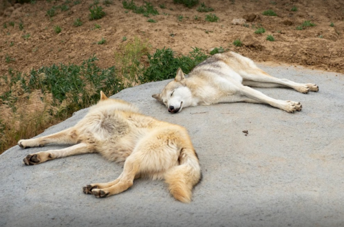 Two wolves are lying on a rocky surface, resting peacefully in a natural setting.