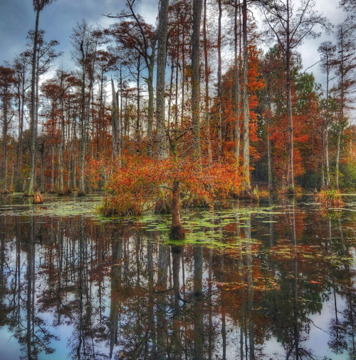 A serene swamp scene with tall trees and vibrant autumn foliage reflected in calm water.