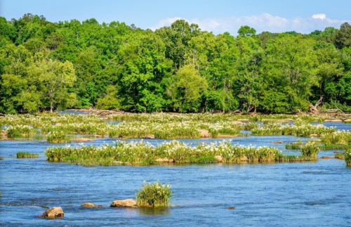 A serene river scene with lush green trees and clusters of white flowers blooming on rocky islands.
