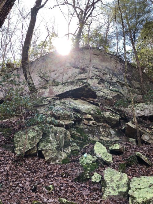 Sunlight filters through trees, illuminating a rocky cliffside covered in moss and surrounded by fallen leaves.