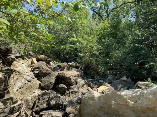 A rocky path surrounded by lush green foliage and trees under a clear blue sky.