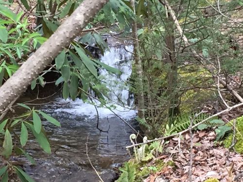 A small waterfall flows through a lush, green forest, surrounded by ferns and leafy branches.