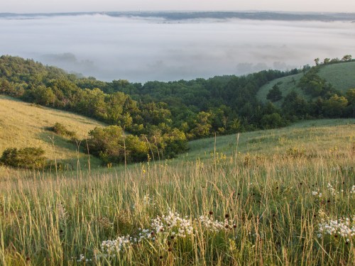 A misty valley with lush green hills and wildflowers in the foreground, capturing a serene morning landscape.