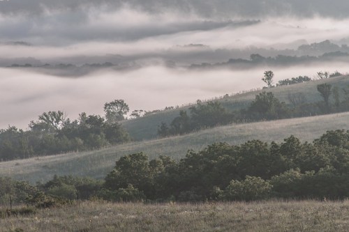A misty landscape with rolling hills, trees, and fog enveloping the valleys under a soft, overcast sky.