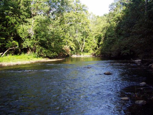 A serene river flows through a lush green forest, with trees lining the banks and rocks scattered in the water.