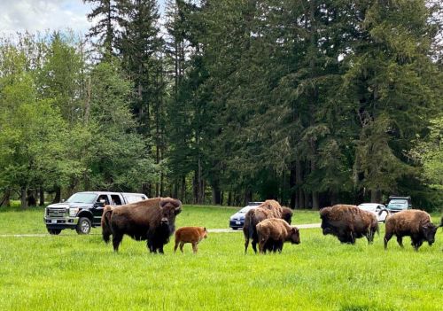 A herd of bison grazes in a green field near parked vehicles and trees in the background.