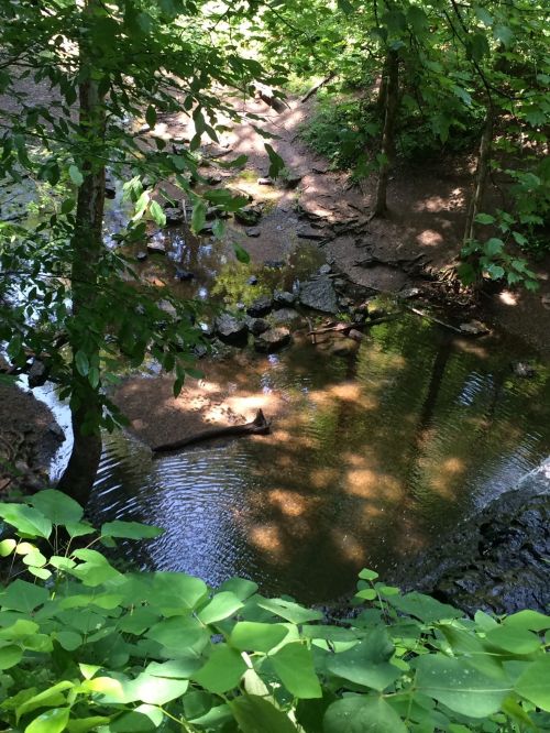 A serene forest scene featuring a shallow stream surrounded by lush green foliage and sunlight filtering through the trees.