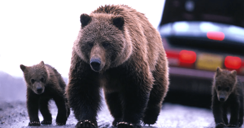 A mother bear and two cubs walk along a road, with a car parked in the background.