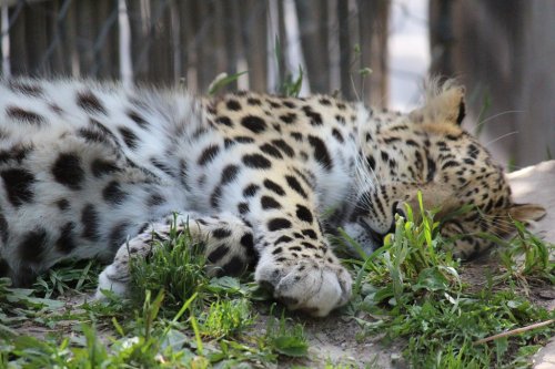 A sleeping leopard rests on the ground, surrounded by green grass, showcasing its distinctive spotted fur.