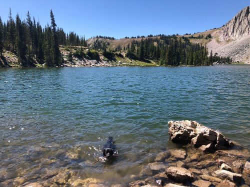 A dog swims in a clear lake, retrieving a stick, surrounded by trees and rocky hills under a blue sky.