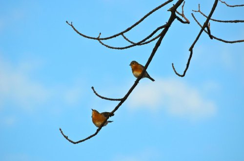Two small birds perched on a bare branch against a blue sky with soft clouds.
