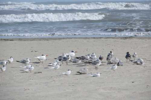 A flock of seagulls and other birds resting on a sandy beach near the ocean, with waves in the background.