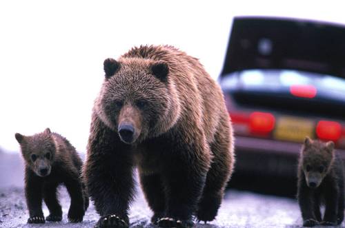 A mother bear and two cubs walk along a road near a car with its trunk open.