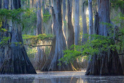 A serene swamp scene with tall cypress trees draped in Spanish moss, reflecting in calm water under soft light.