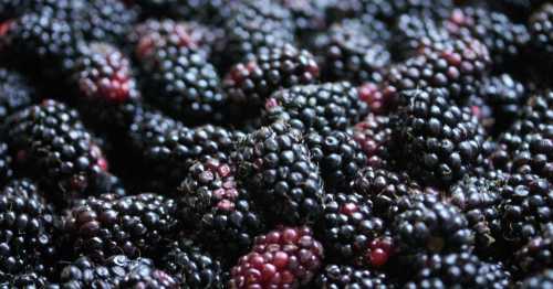 A close-up of a pile of ripe blackberries, showcasing their dark purple and red hues.