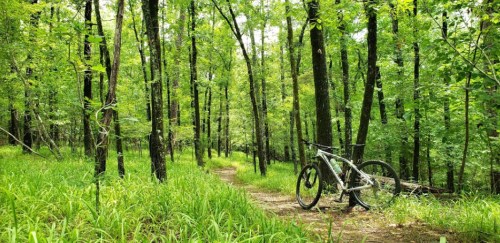 A mountain bike leans against a tree on a winding path through a lush green forest.
