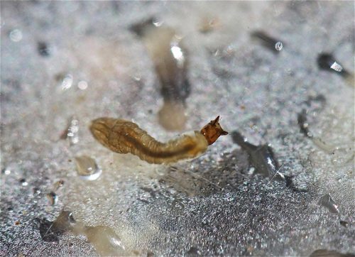 Close-up of a small, light brown larva on a wet surface, with droplets of water in the background.