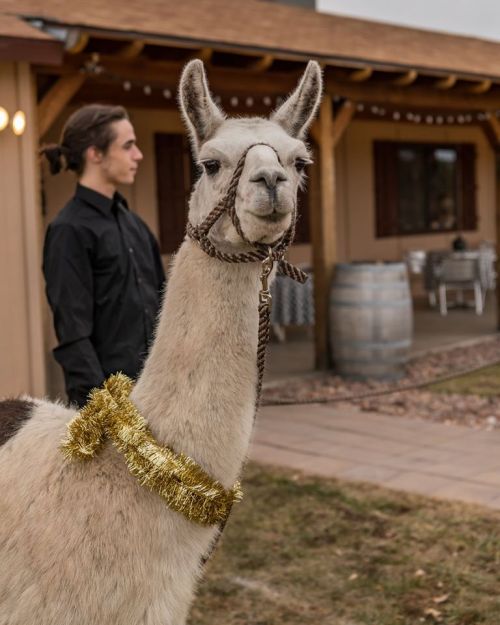 A llama adorned with gold tinsel stands beside a person in a black shirt, with a rustic building in the background.