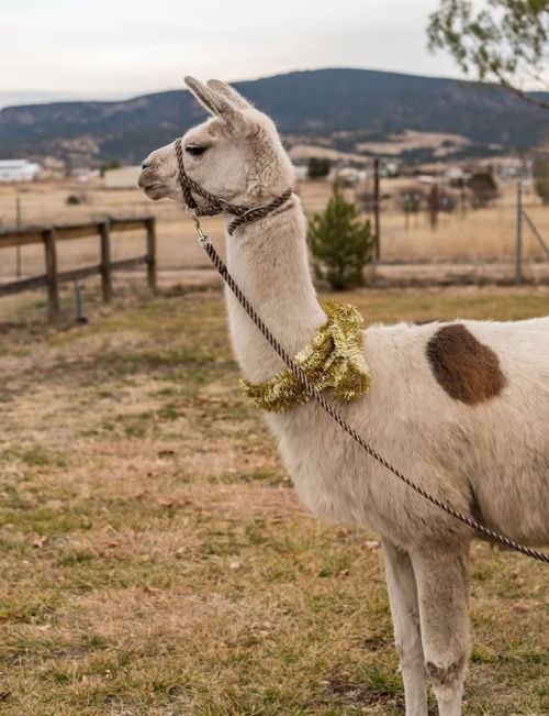 A llama wearing a festive tinsel garland stands in a grassy field with a fence and hills in the background.