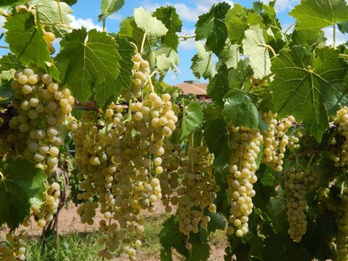 Bunches of green grapes hanging from lush green vines under a bright blue sky.