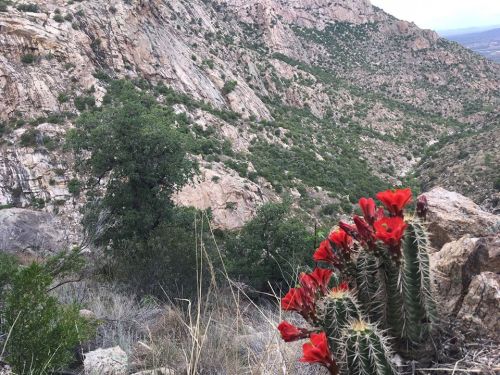 A vibrant cactus with red flowers in the foreground, set against a rocky, green mountainous landscape.