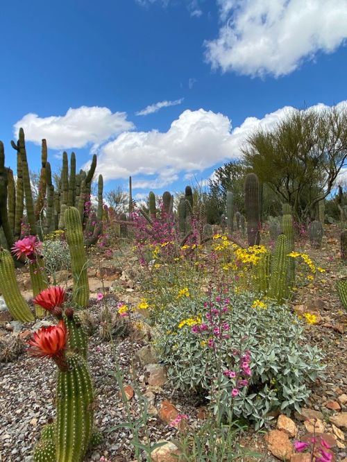 A vibrant desert landscape featuring cacti and colorful wildflowers under a blue sky with fluffy white clouds.