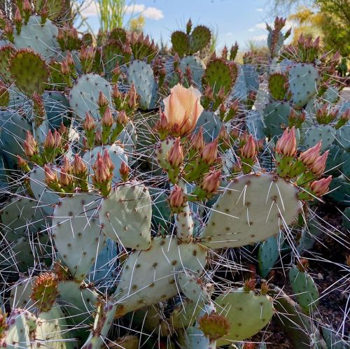 A close-up of a prickly pear cactus with pink buds and a single blooming flower against a blue sky.