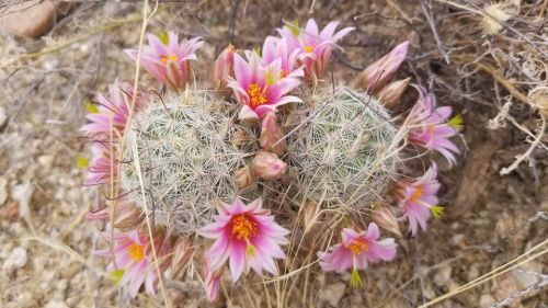 Two round cacti surrounded by vibrant pink flowers, set against a dry, rocky background.