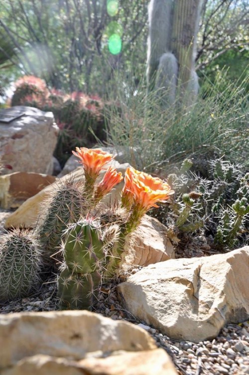 A close-up of cacti with vibrant orange flowers, surrounded by rocks and desert vegetation in a sunny landscape.