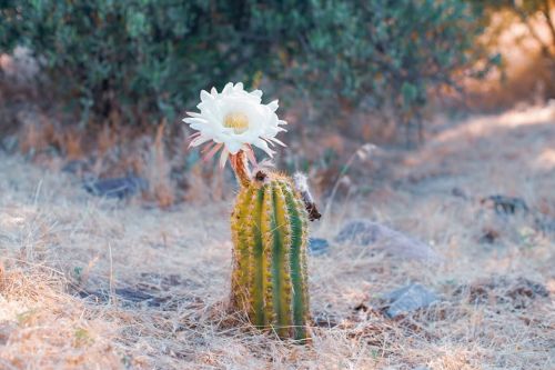 A cactus with a large white flower blooms amidst dry grass and rocks in a natural setting.