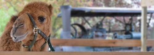A close-up of a camel with a halter, set against a blurred background of an old tractor and wooden fence.