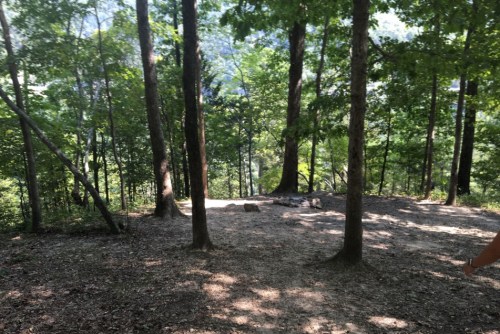 A forested area with tall trees and a clear ground space, surrounded by greenery and distant hills.