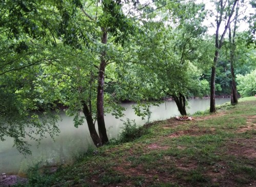 A serene riverbank scene with lush green trees and calm water, surrounded by grass and natural foliage.