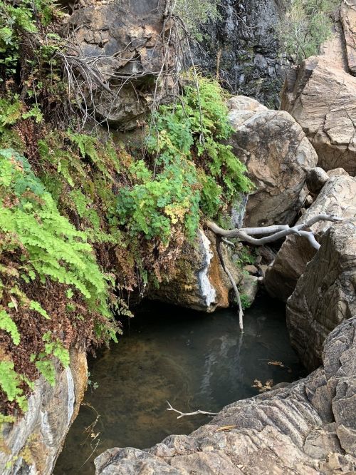A serene rocky landscape with lush green ferns and a small pool of water surrounded by stones.