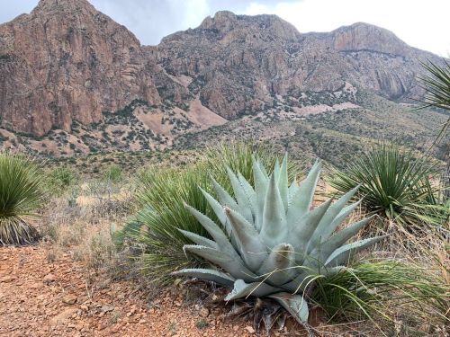 A large agave plant in the foreground with rocky mountains and a cloudy sky in the background.