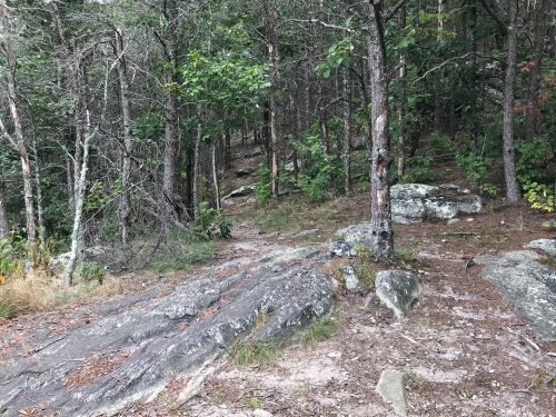 A rocky path leads through a dense forest with trees and underbrush.