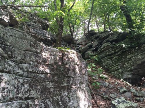 Rocky terrain with layered stone formations, surrounded by lush green trees and dappled sunlight.