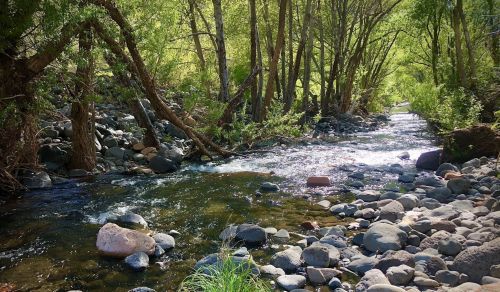 A serene stream flows through a rocky bed, surrounded by lush green trees and sunlight filtering through the leaves.